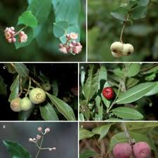 Image result for Syzygium komatiense