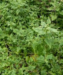 Image result for Tetragonia spicata
