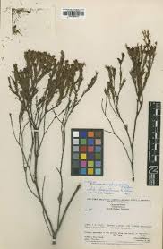 Image result for Psorospermum mechowii