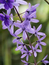 Pin On Gardening Landscaping