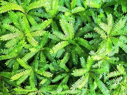 Image result for Biophytum