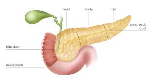 Image result for pancreas)