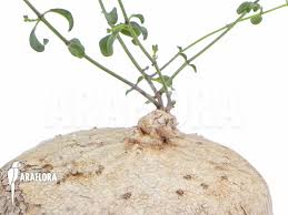 Image result for Raphionacme