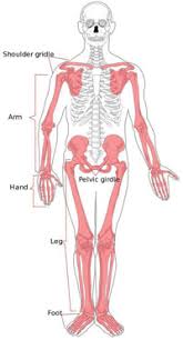 So, our todos will simply be models. Fun Skeleton Bones Facts For Kids Information About The Human Skeletal System