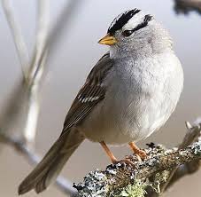 Sparrow Birds Of Colorado Identification Here In Colorado East Of The Rockies We Have 8 Of Snow On May 2 The Pattern For 2013 A Tease Of Spring Snow Storm Backyard Birds Pet Birds Bird Species