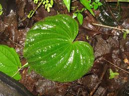 Image result for Nervilia petraea