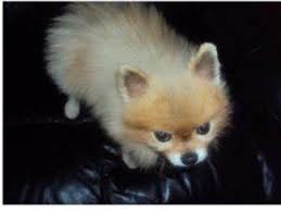 The use of trilostane for the treatment of alopecia x in alaskan malamutes. Bsd Black Skin Disease Pomeranian Information Center