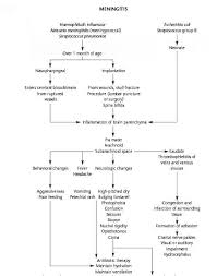 flow chart for meningitis pediatric nursing central