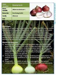 Bawang merah akan tumbuh maksimal pada kondisi tanah yang gembur dan subur. Bawang Merah Shallot Allium Ascalonicum L Wannura