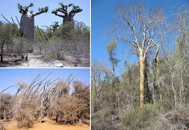 Image result for Acacia rovumae