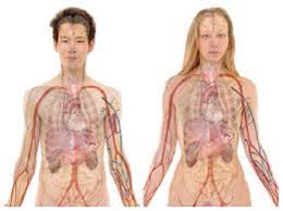 Print the lesson in the internal organs of the human body. à®¨à®® à®‰à®Ÿà®² à®² à®‰à®³ à®³ à®‡à®¨ à®¤ à®…à®® à®ª à®ª à®¤ à®© à®š à®• à®¸ à®†à®š à®¯ à®¤ à®£ à®Ÿ à®µà®¤à®± à®• à®® à®• à®• à®¯ à®• à®°à®£à®® à®® Human Body Anatomy Facts And Chemical Composition Tamil Boldsky