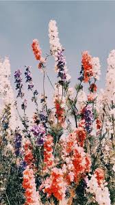 Vsco Goodvibes Vsco Images Aesthetic Backgrounds Flower Aesthetic Nature Aesthetic