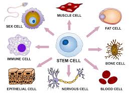 Label the animal cell diagram, with a glossary of animal cell terms on a separate page. Cellular Differentiation Wikipedia