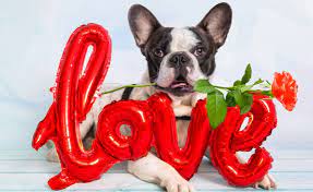 Some are based on current culture, while others i had to i love these cute puppies names and people who didn't vote the cute dog name cookie, come on. 125 Dog Names That Mean Love