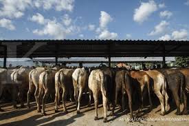 Check spelling or type a new query. Feedloter Ditunggu Serahkan Proposal Ternak Sapi Page All