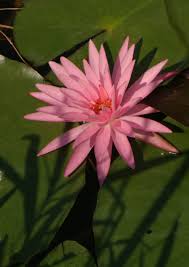 Lake hope state park is a public recreation area encompassing 2,983 acres within zaleski state forest, located five miles northeast of zales. Lake Hope State Park An Ohio State Park Located Near Athens Logan And Chillicothe