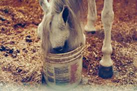 53 top seven horse wallpapers , carefully selected images for you that start with s letter. Horse Head Hd Wallpapers Backgrounds