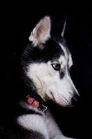 Husky dog wallpapers we have about (64) wallpapers in (1/3) pages. 750 Husky 4k Pictures Hd Download Free Images On Unsplash