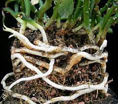 Yucca Root System Studiousguy