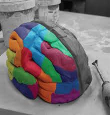 Deric S Mindblog October 2009 Brain Models Human Body Activities Human Body Projects