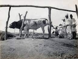 File:Shoeing a bullock, Korea, (s.d.) (Taylor box21num14).jpg - Wikimedia  Commons