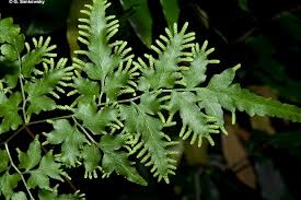 Image result for Lygodium