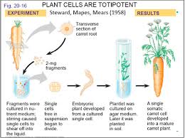 Plants are also composed of infinite cells like animals the central vacuole is a cellular organelle found in plant cells and is often the largest organelle in the cell. Test Pearson Chapter 10 Cell Growth And Division Quizlet