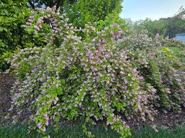 Image result for Deutzia