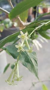 Image result for Cestrum nocturnum