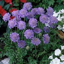 Pin On Garden