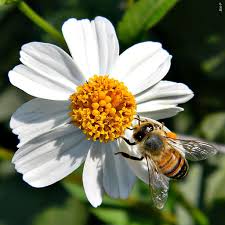 Florida is a unique state in which to garden. Honeybee On Beggar S Tick Bidens Alba By Bob Peterson Cc By 2 0 How To Attract Birds Wild Flowers Attracting Bees