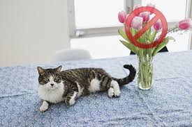 There are a ton of plants that are unsafe for cats to consume, some of which are very dangerous and even toxic. List Of Non Toxic Pet Friendly Plants Flowers Teleflora