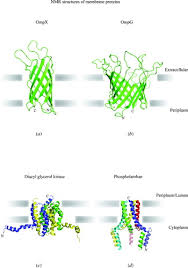 Simple diffusion is carried out by the actions of hydrogen bonds forming between water molecules and solutes. Structures Of Membrane Proteins Quarterly Reviews Of Biophysics Cambridge Core
