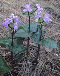 Image result for Disperis