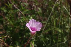 Image result for Ipomoea trinervia
