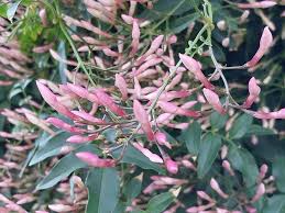 Image result for Jasminum polyanthum