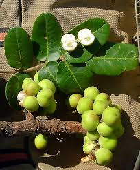 Image result for Ekebergia