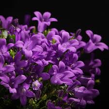 Certi Campanula Portenschlagiana Porto Paarse Klokjesbloemen Campanula Poscharskyana Balkonplanten Perkplanten Bloe Bloeiende Planten Tuinplanten Planten