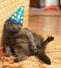 Download this free vector about happy birthday card with cat in a box, and discover more than 15 million professional graphic resources on freepik. Fat Cat Birthday Hat Cute Cats In Hats