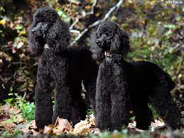 The puppies enjoy the country atmosphere, where they can exercise and develop into, strong, healthy dogs, with great tempraments, wonderful companions for all the family. 49 Standard Poodle Wallpapers On Wallpapersafari