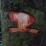 Image result for Aneulophus africanus