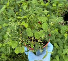Image result for Mimosa pudica