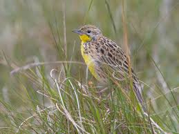 Image result for Ochna macrocalyx