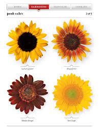 Sunflowers Types Types Of Sunflowers Bloom Blossom Flower Garden