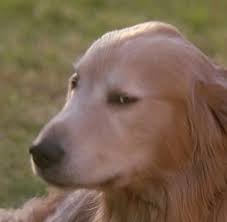 Image result for Wildberry 1993 Shadow