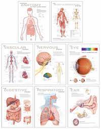 You can learn guitar chords, rock, blues, jazz, harmonics, and much more. Human Anatomy Chart Set Scientific Publishing