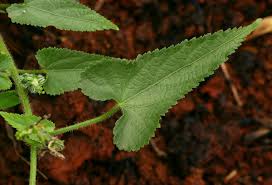 Image result for Tragia kirkiana