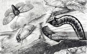 Image result for Cossus cossus