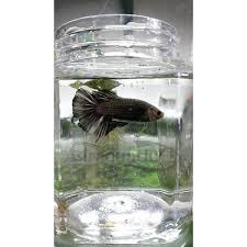 27 Jual Aquarium Ikan Cupang Bandung Background