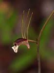 Image result for Eulophia longisepala